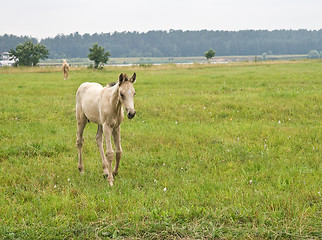 Image showing White foal