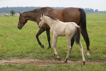 Image showing Horse with her foal