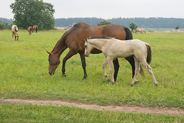 Image showing Horse with her foal