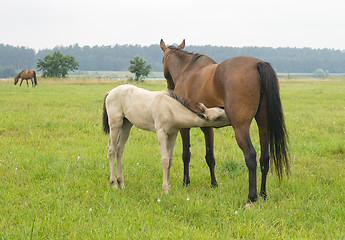 Image showing Foal suckling his mother