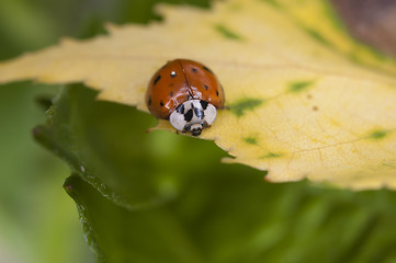 Image showing Ladybug