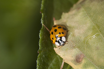 Image showing Ladybug