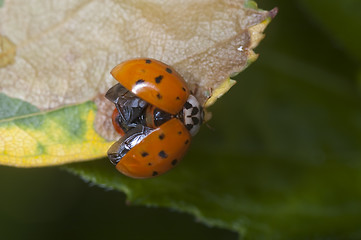 Image showing Ladybug