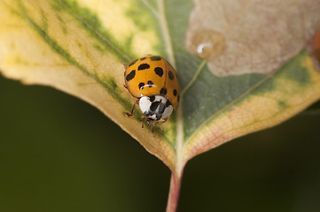 Image showing Ladybug