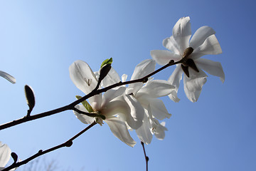 Image showing Magnolia flowers