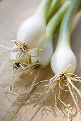 Image showing A bunch of spring onions