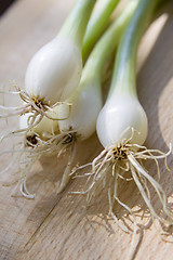 Image showing A bunch of spring onions