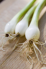 Image showing A bunch of spring onions