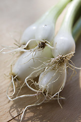 Image showing A bunch of spring onions