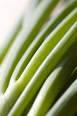 Image showing A bunch of spring onions