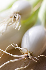 Image showing A bunch of spring onions