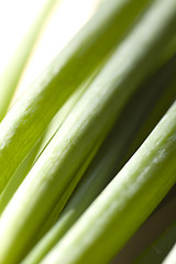 Image showing A bunch of spring onions