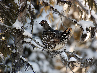 Image showing Spruce Grouse