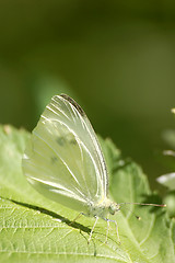 Image showing Green butterfly