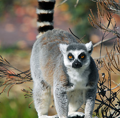 Image showing Ring-tailed Lemur (Lemur catta)