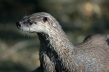 Image showing Northern River Otter (Lontra canadensis)