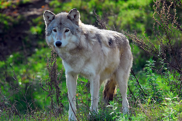 Image showing Gray wolf (Canis lupus)