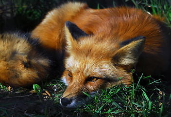 Image showing Red Fox (Vulpes vulpes)