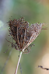 Image showing Wild Plant