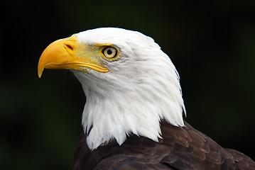 Image showing American Bald Eagle (Haliaeetus leucocephalus)