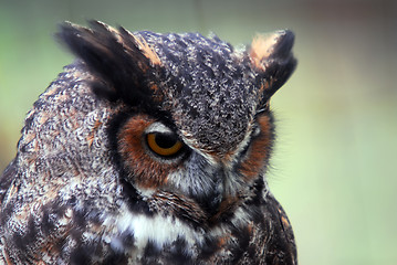 Image showing Great Horned Owl  (Bubo virginianus)