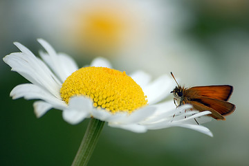 Image showing Moth on flower