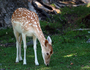 Image showing Deer