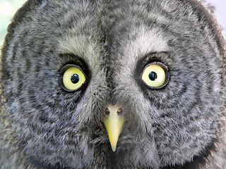 Image showing Northern Spotted Owl (Strix occidentalis caurina)