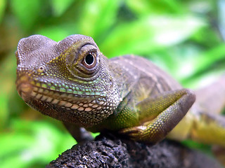 Image showing Water Dragon (Physignathus cocincinus)