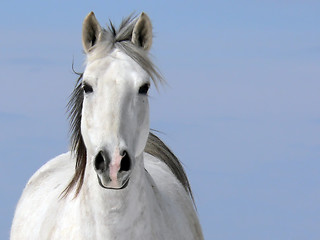 Image showing Pale Rider (Horse - Equus caballus)