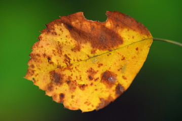 Image showing Autumn Leaf