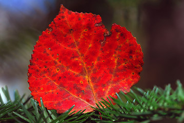 Image showing Autumn Leaf