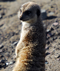 Image showing Meerkat (Suricata suricatta)