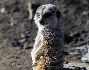 Image showing Meerkat (Suricata suricatta)