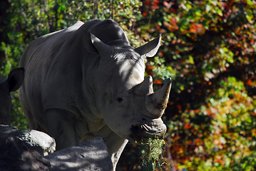 Image showing Rhinoceros