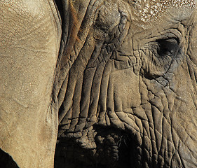 Image showing Elephants (Elephantidae) 