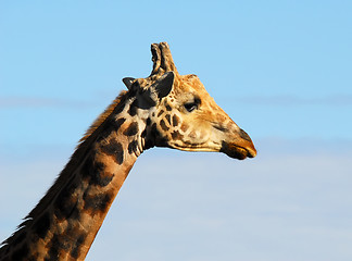 Image showing Giraffe (Giraffa camelopardalis)