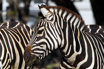 Image showing Plains Zebra (Equus quagga)