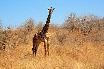 Image showing Giraffe in the bush