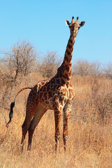 Image showing Giraffe in the bush