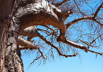 Image showing Baobab tree crown