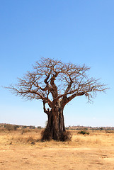 Image showing baobab tree in savannah