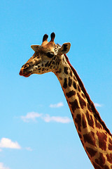 Image showing giraffe on sky portrait