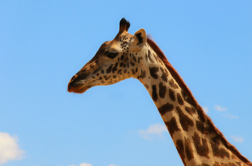 Image showing giraffe on sky landscape