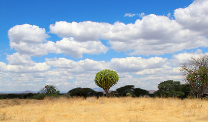 Image showing central african bushy landscape with cactus