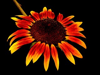 Image showing sunflower