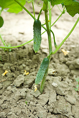 Image showing Cucumbers