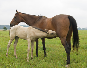 Image showing Foal suckling his mother