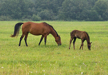 Image showing Horse with her foal