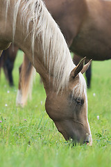 Image showing Pasturing horse